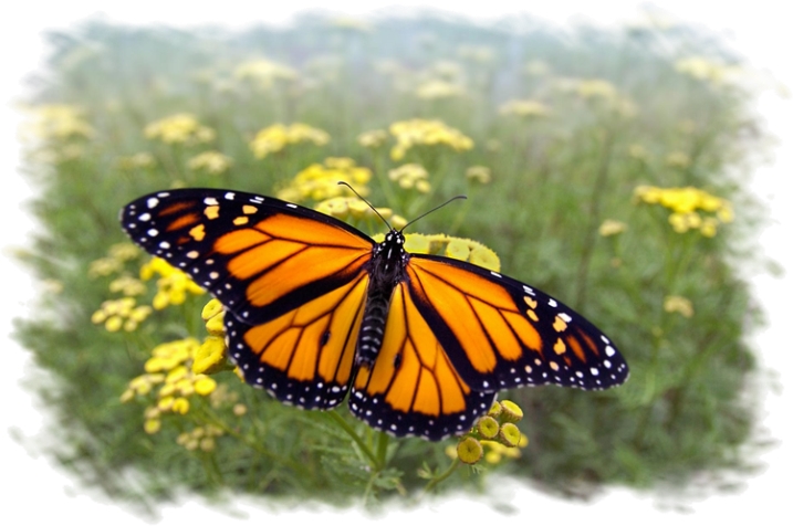 Monarch Butterfly